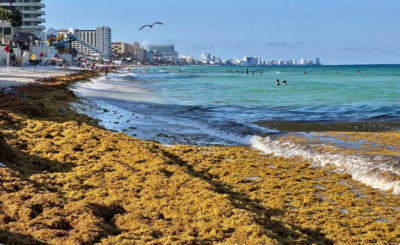 Beach covered with sargassum seaweed in Cancún, with clear water visible in the background.