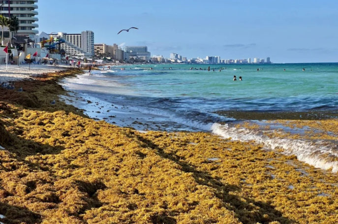Beach covered with sargassum seaweed in Cancún, with clear water visible in the background.